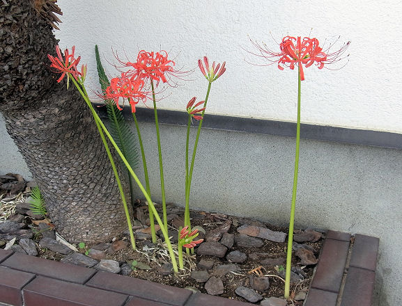 f:id:gumka:20190924024457j:plain f:id:gumka:20190924024457j:plain