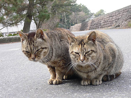 イメージ 5
