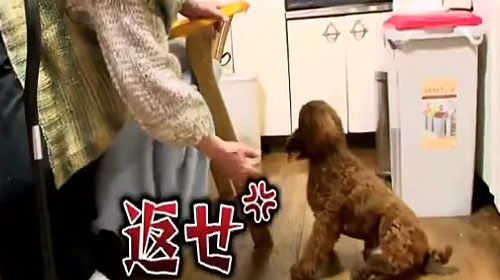画像 月曜から夜ふかし 犬と憎しみ合うおばあちゃんの映像が炎上 笑い事じゃない 孫はしつけしろ 銃とバッジは置いていけ