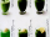 vdg