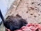 閲覧注意 首が挟まってしまったダチョウ 自ら頭を引きちぎる 衝撃動画が流出 情報がtwitterで拡散される Kkトレンド情報 閲覧注意 首が挟まってしまったダチョウ 自ら頭を引きちぎる 衝撃動画が流出 情報がtwitterで拡散される Kkトレンド情報
