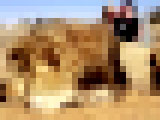 441