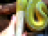 443