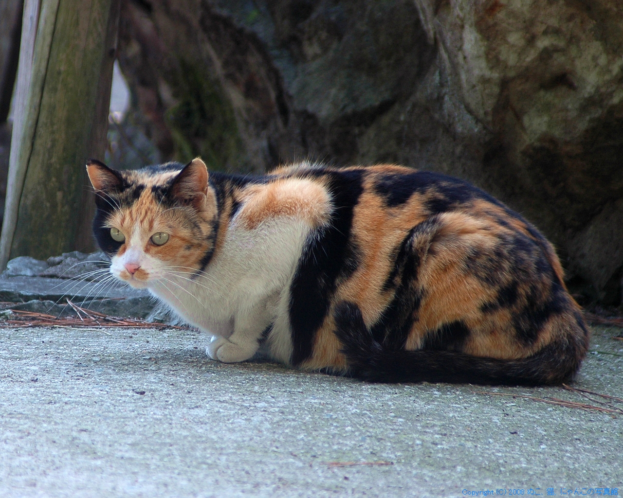 三毛猫 タイトルが思いつかない ぬこ 猫 にゃんこの写真館