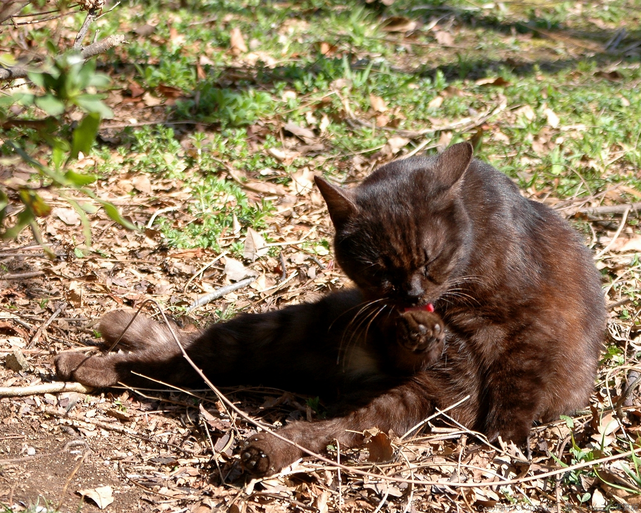 ぬこ 猫 にゃんこの写真館 壁紙 Livedoor Blog ブログ ぬこ 猫 にゃんこの写真館 壁紙 Livedoor Blog ブログ