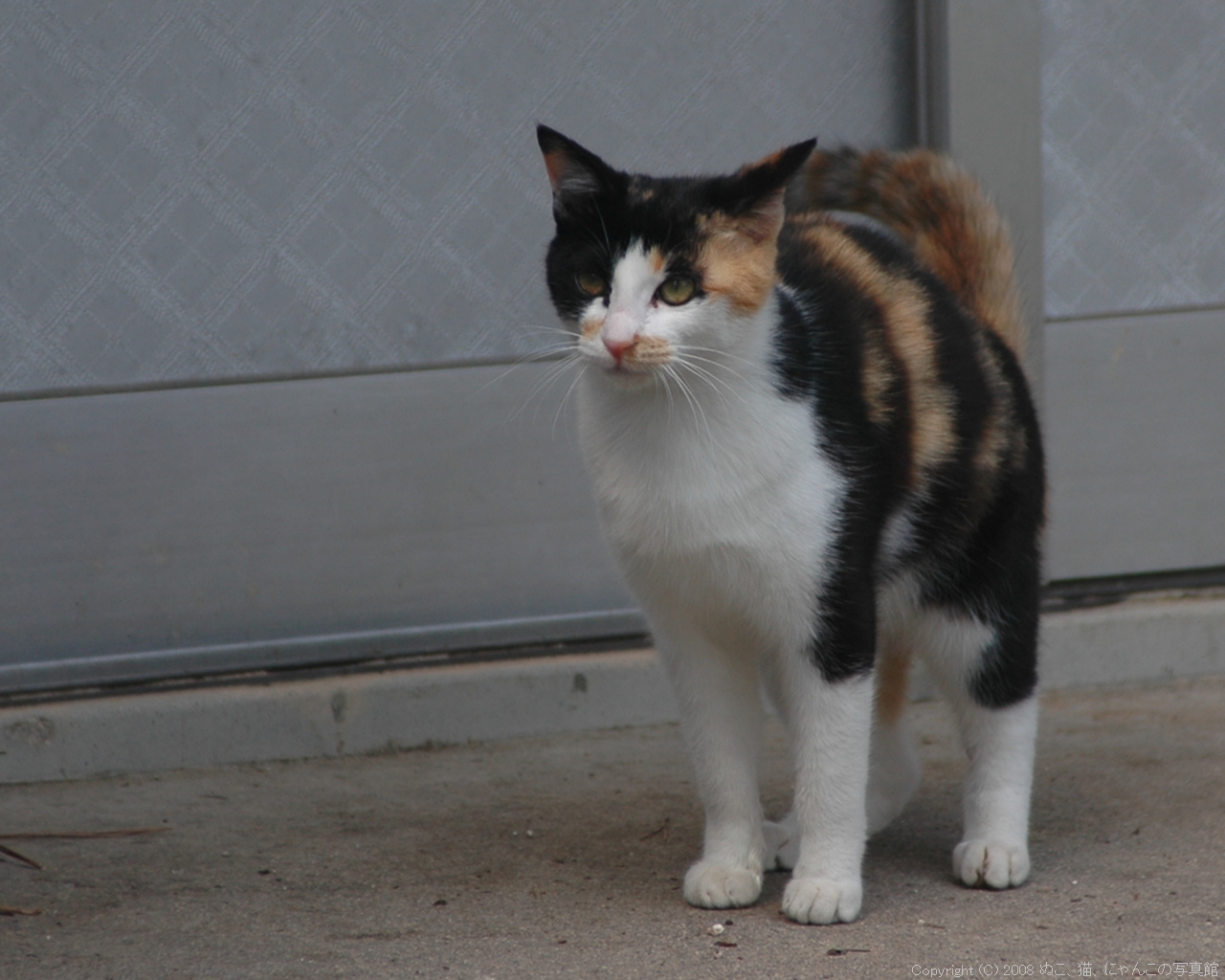 犬っぽい三毛猫 ぬこ 猫 にゃんこの写真館