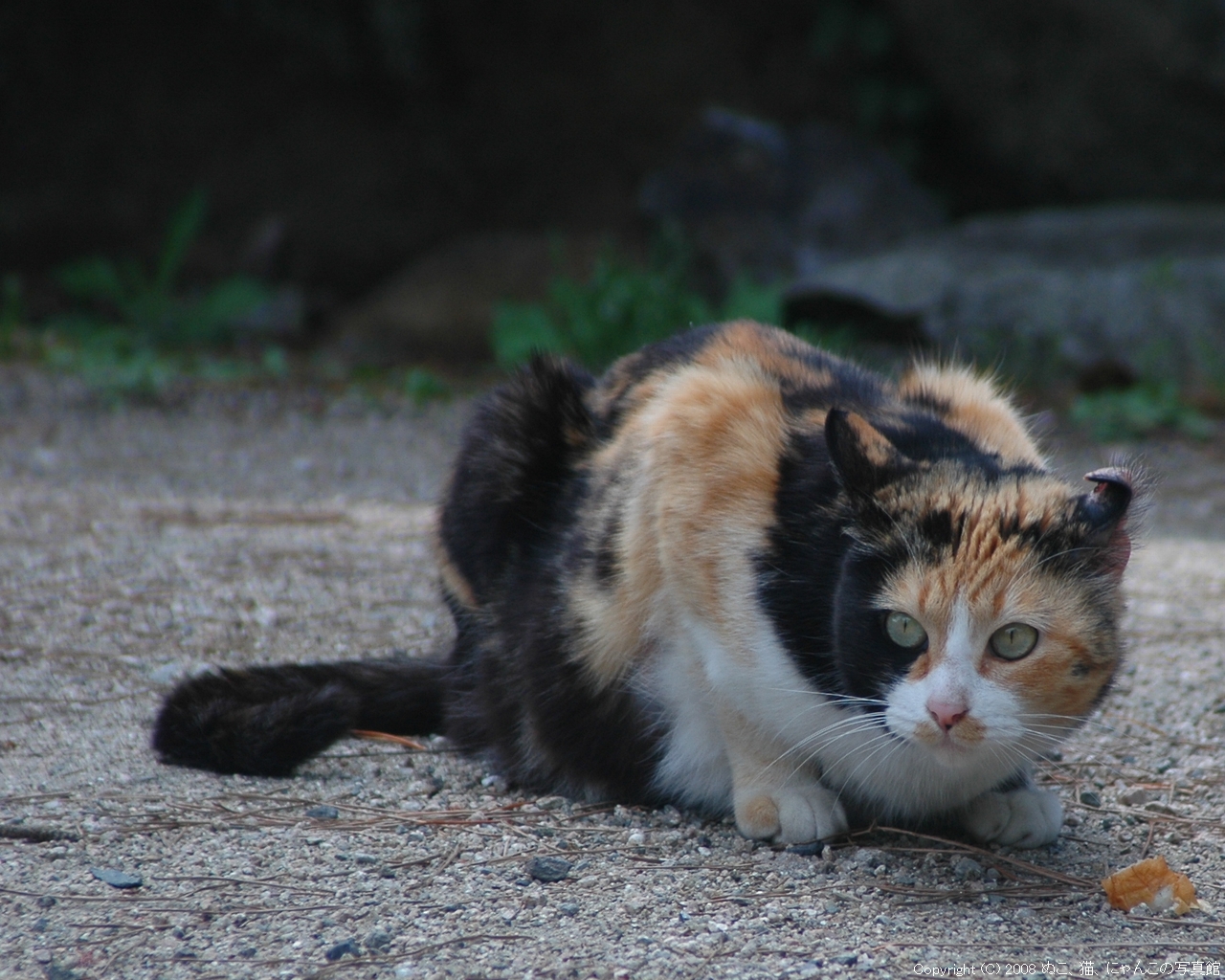 三毛猫をみてみるけ ぬこ 猫 にゃんこの写真館