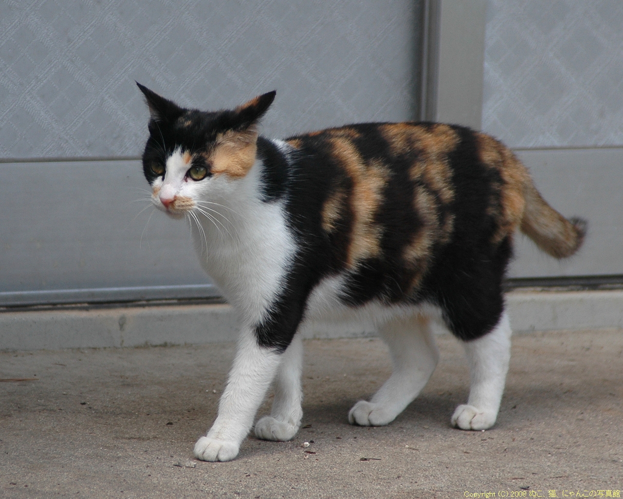 コイツは美形な三毛猫 ぬこ 猫 にゃんこの写真館