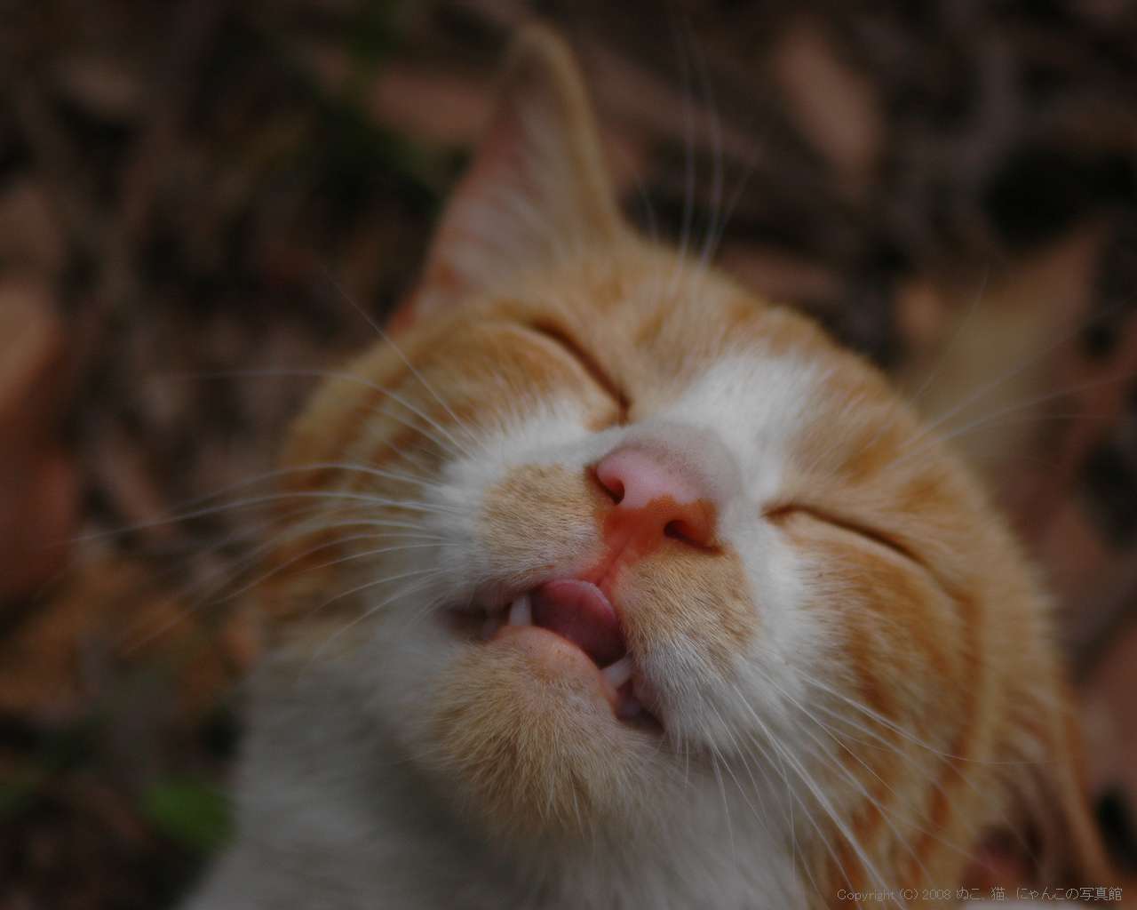 ぬこ 猫 にゃんこの写真館 壁紙 Livedoor Blog ブログ ぬこ 猫 にゃんこの写真館 壁紙 Livedoor Blog ブログ