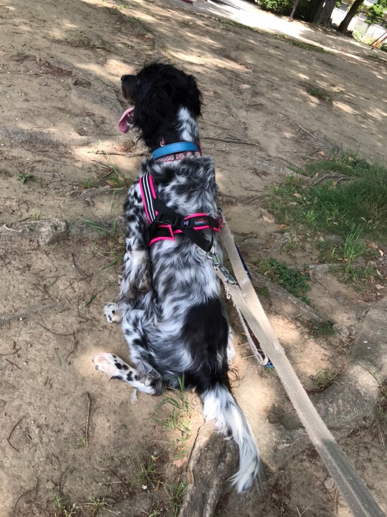 どうしても後 たまに前 Gundog Rescue Caci 活動ブログ どうしても後 たまに前 Gundog Rescue Caci 活動ブログ