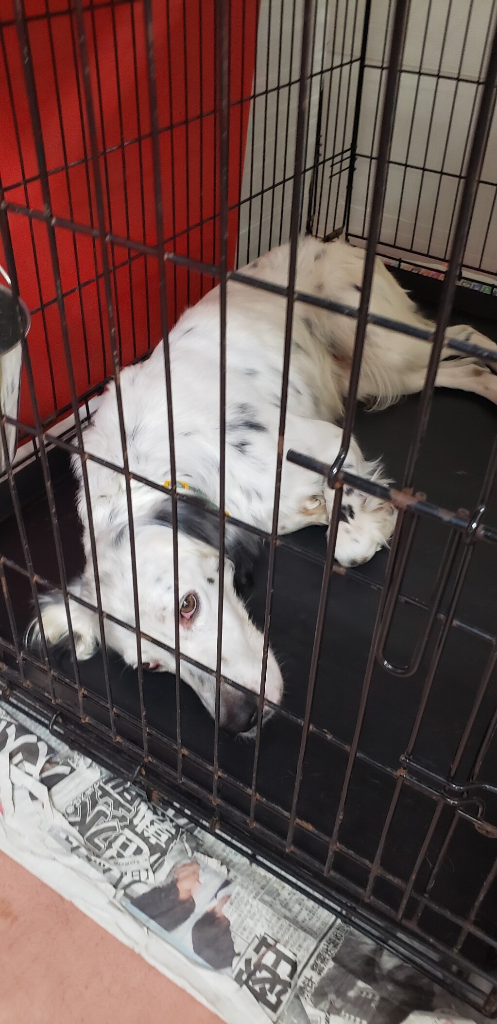 毛布の上 気持ちいいでしょ Gundog Rescue Caci 活動ブログ