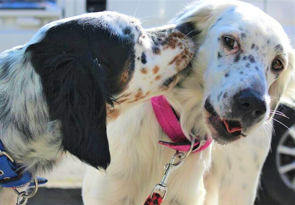寄付型みかんジュース Gundog Rescue Caci 活動ブログ