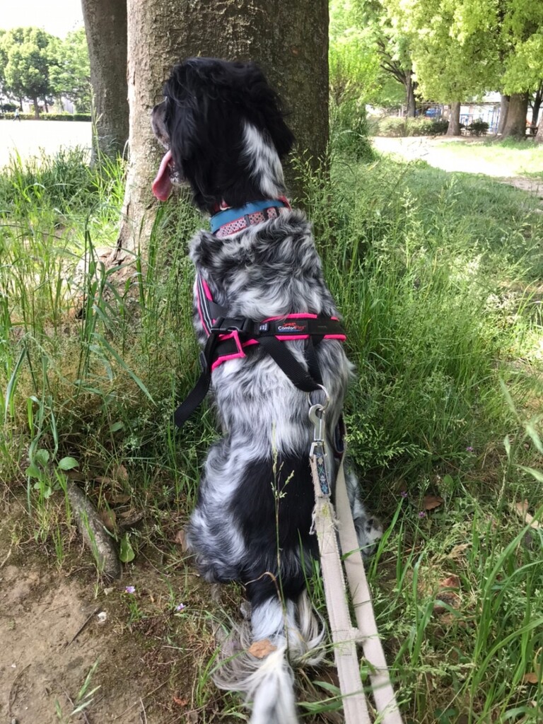 どうしても後 たまに前 Gundog Rescue Caci 活動ブログ どうしても後 たまに前 Gundog Rescue Caci 活動ブログ