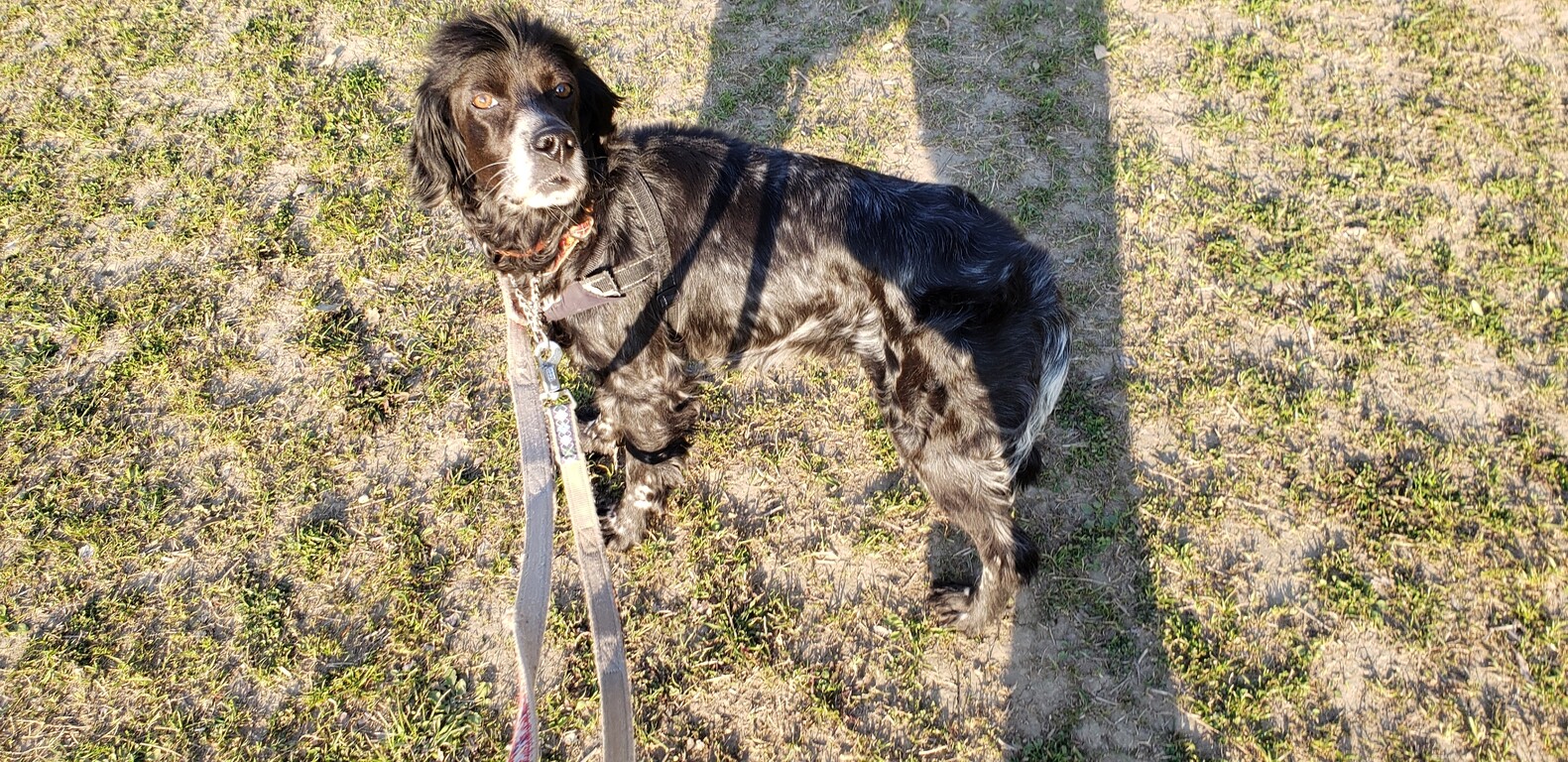 新種でござる Gundog Rescue Caci 活動ブログ 新種でござる Gundog Rescue Caci 活動ブログ