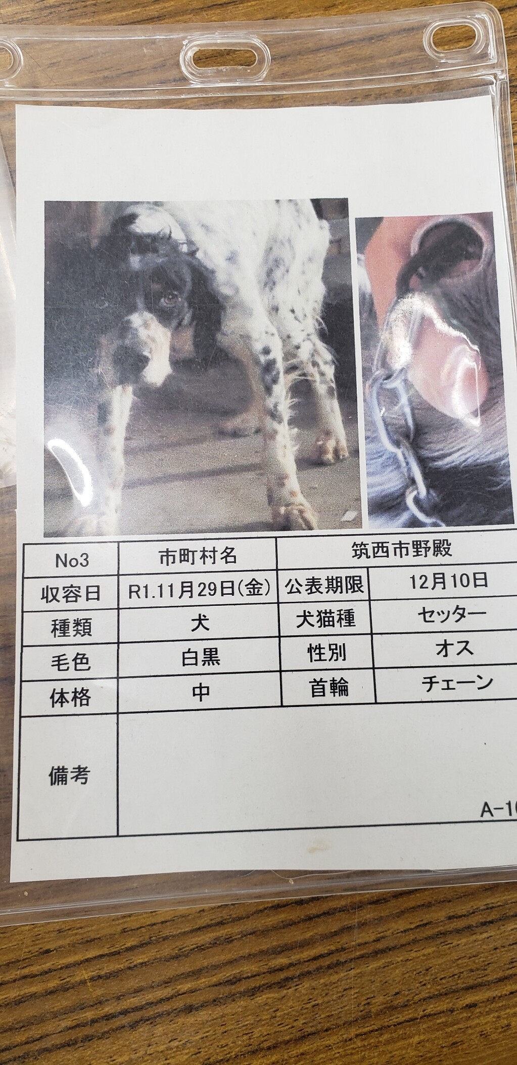 パーリー Gundog Rescue Caci 活動ブログ パーリー Gundog Rescue Caci 活動ブログ