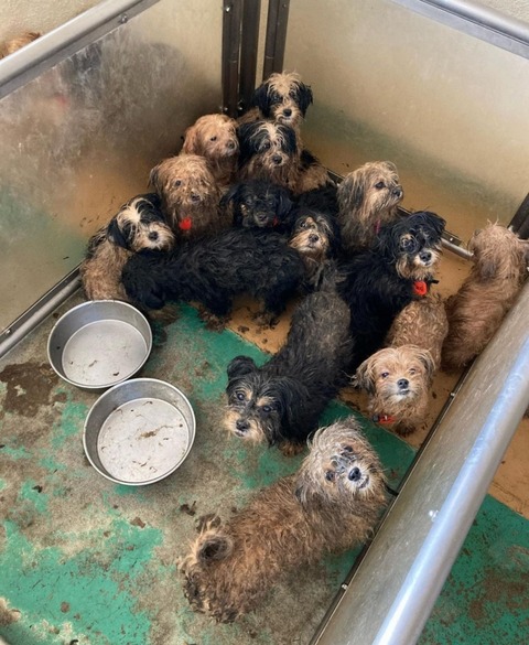 八街市シーズー多頭崩壊まとめと今後 : GUNDOG RESCUE CACI 活動