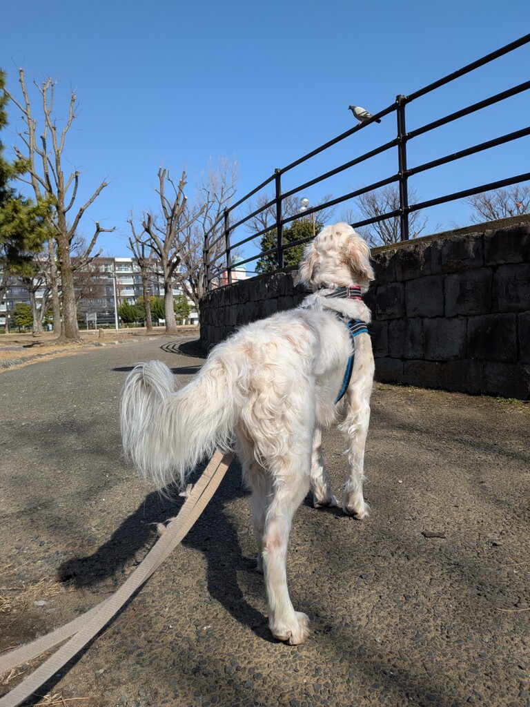 鳥猟犬の人気が高い理由 : GUNDOG RESCUE CACI 活動ブログ