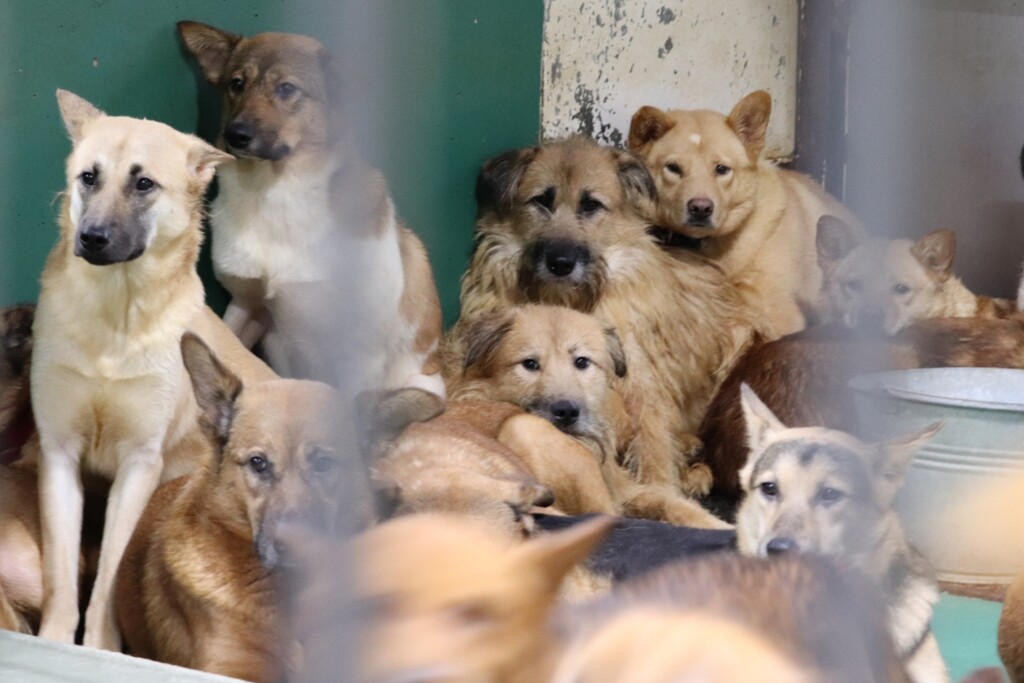 殺処分ゼロがもたらした悲劇 : GUNDOG RESCUE CACI 活動ブログ