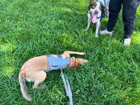 FullSizeRender