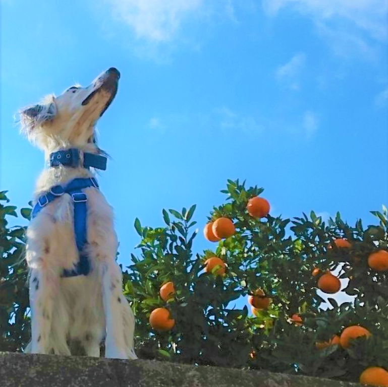 寄付型みかんジュース Gundog Rescue Caci 活動ブログ