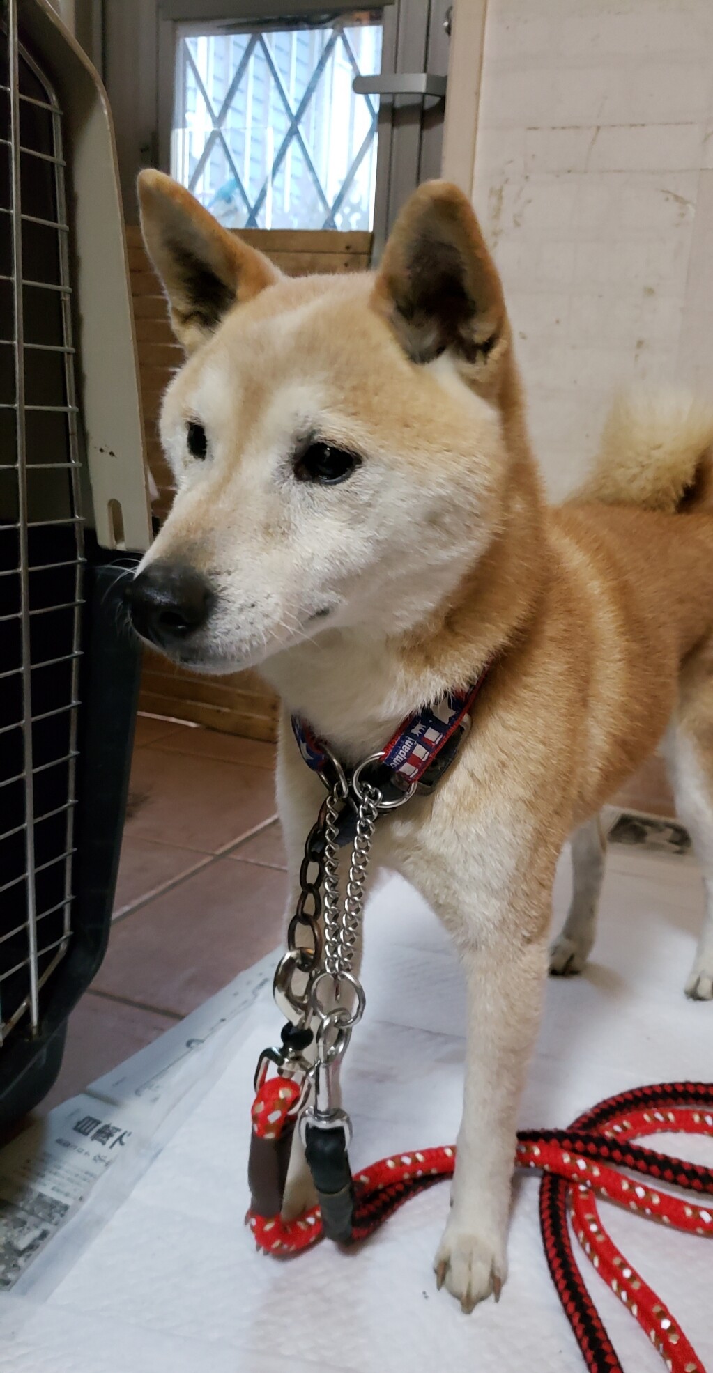 ポチ君の寄り道 Gundog Rescue Caci 活動ブログ ポチ君の寄り道 Gundog Rescue Caci 活動ブログ