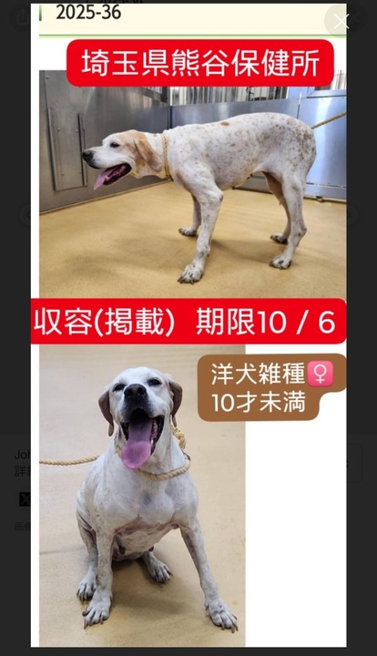 10/22 埼玉センターから犬1頭の引取り ～ガンドッグレスキューCACI