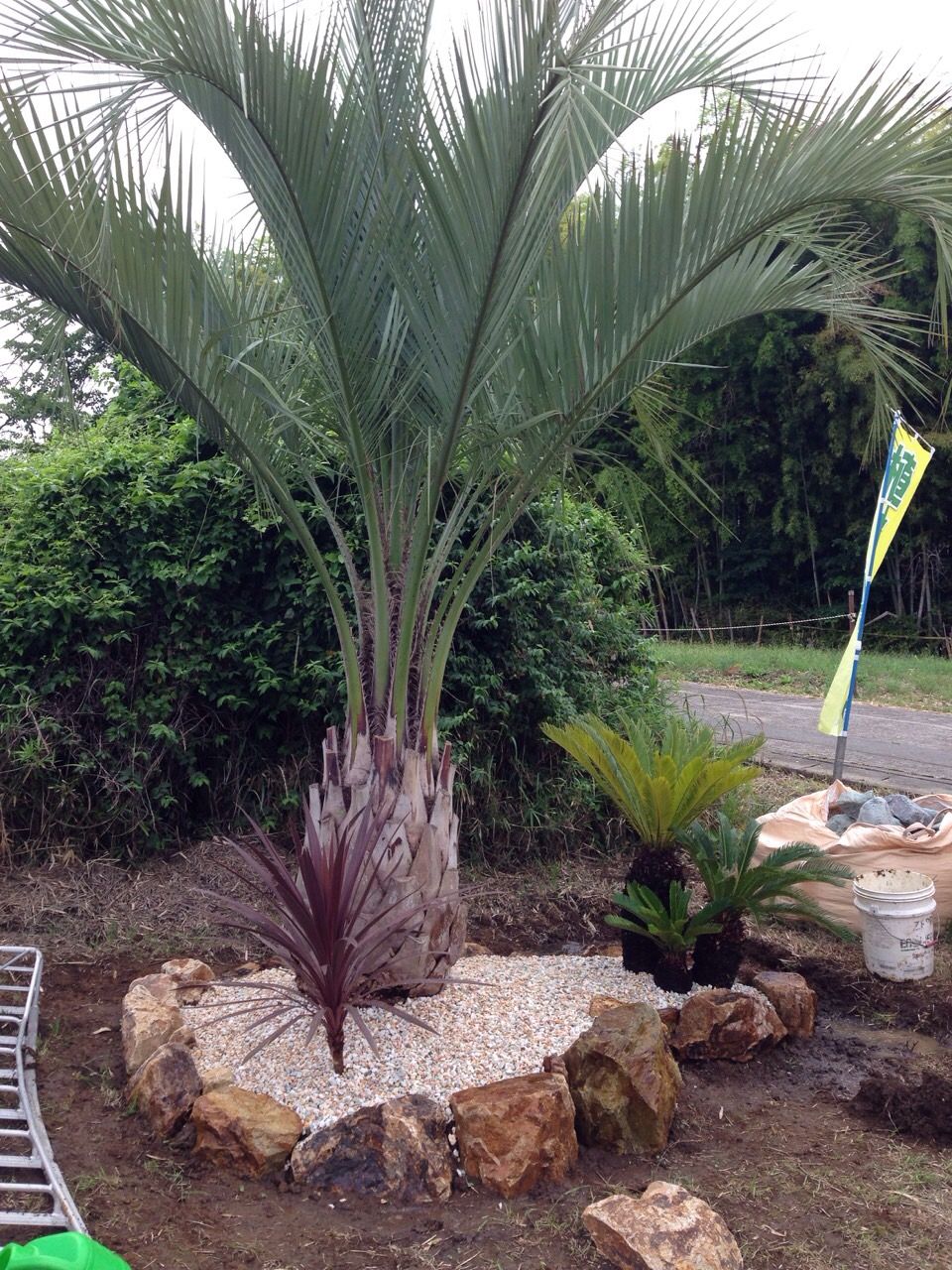 正規品販売！ とっくんさん専用、ココスヤシ 植物/観葉植物 - www ...