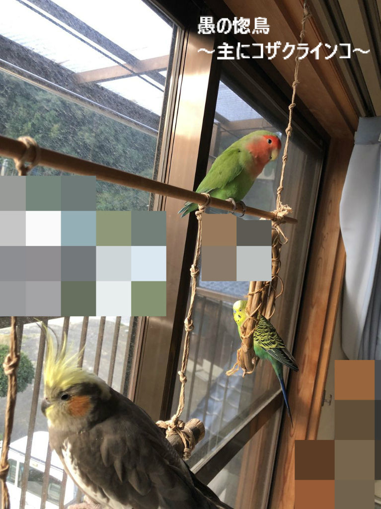 帝王はこの西森だッ 依然変わりなくッ 2 愚の惚鳥 主にコザクラインコ 帝王はこの西森だッ 依然変わりなくッ 2 愚の惚鳥 主にコザクラインコ