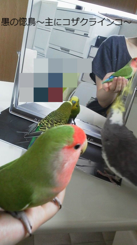 ファンタジーやメルヘンじゃあないんですから 3 愚の惚鳥 主にコザクラインコ
