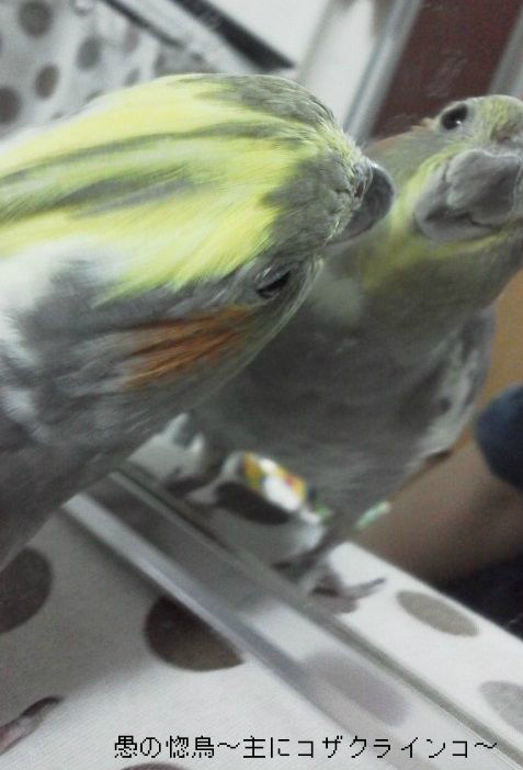 ファンタジーやメルヘンじゃあないんですから 2 愚の惚鳥 主にコザクラインコ
