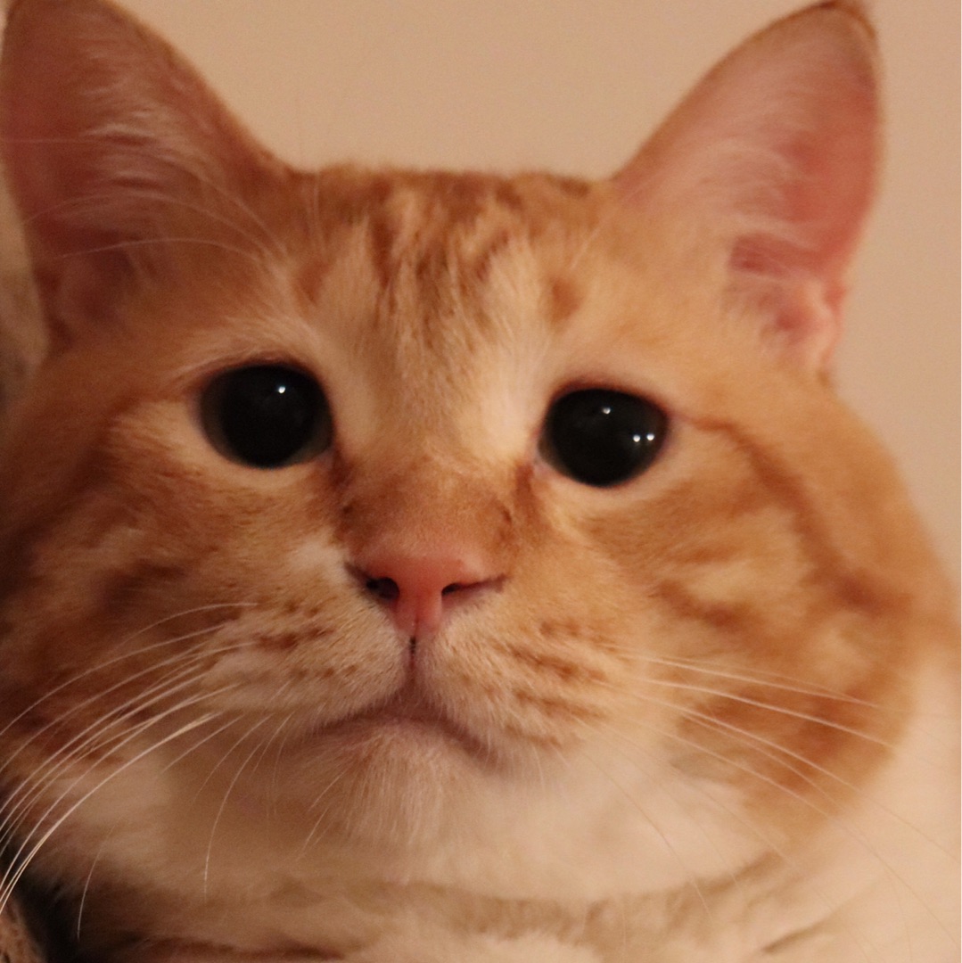 {6F4F8168-54D3-408A-B805-9C96CAF256D1}