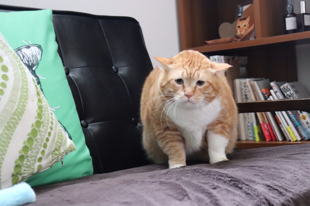 {E5C2253E-16A2-4547-B410-8E6D99060700}