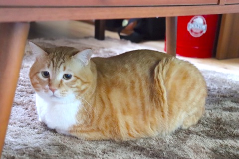 {6CEFB18E-4CF6-41D4-853F-8A3152972841}