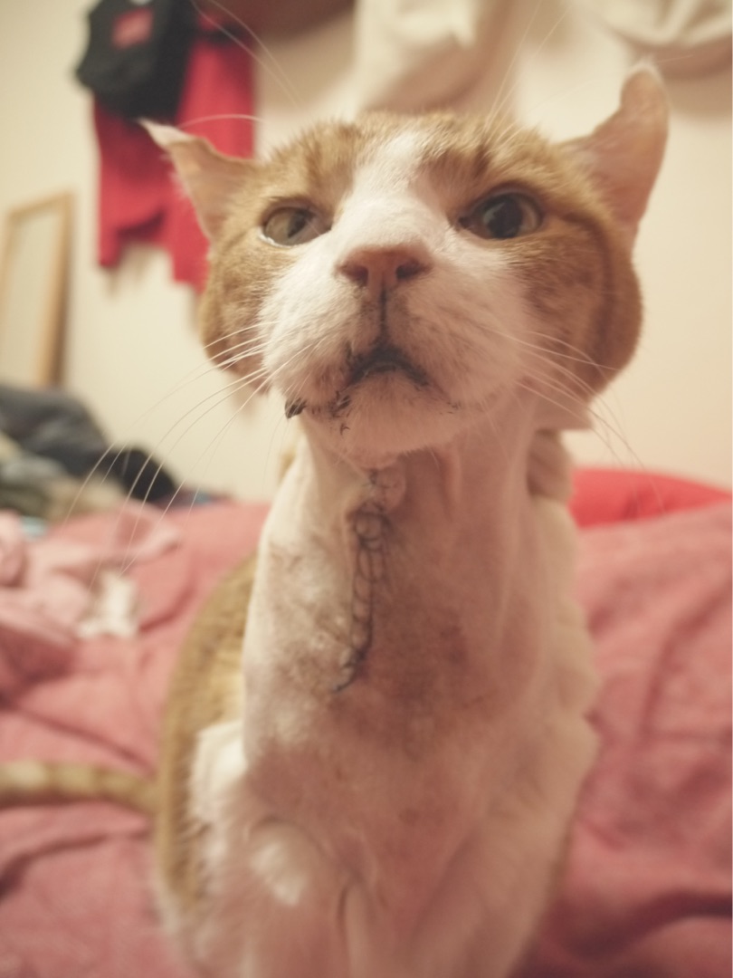 {C8609D16-18A9-4485-82FB-8CEECE2D13F3}