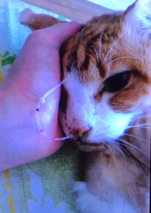 {93989A41-22C3-4E2A-B525-C6C1FAA54B5E}