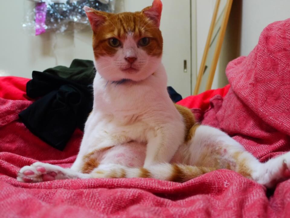 {E36BAEAC-9F97-4D01-99D5-A4E23695FD37}