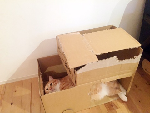 {8AF5BD68-E32F-498F-830A-32AB01F57C66}