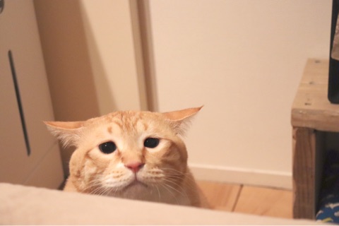 {DC24164F-6AF0-42FF-8213-8807131FEBB9}