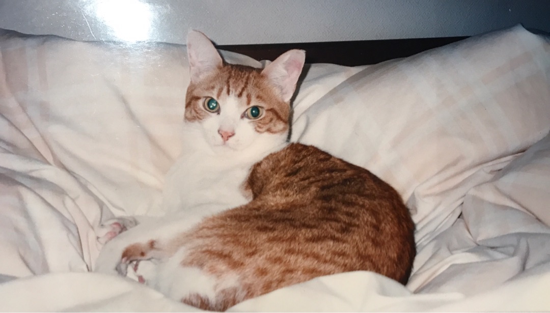 {6F47C9AC-86B8-4522-8ABF-B355916B9AB9}