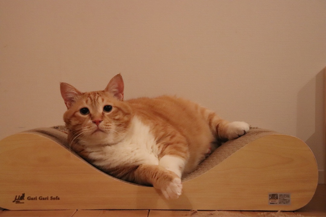 {F399576B-4F6D-456D-954F-F50EF6025CD6}