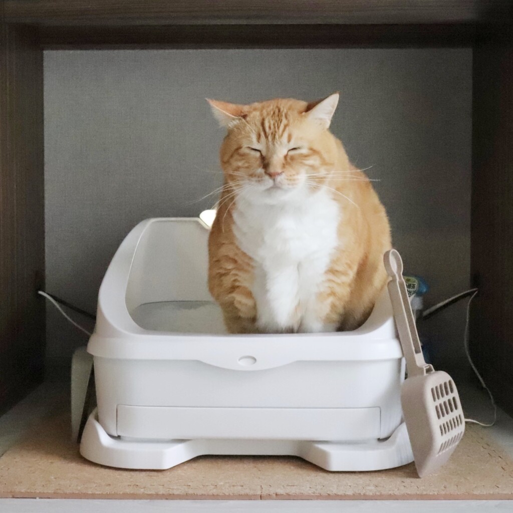 おばさん 後方トイレ 盗撮 