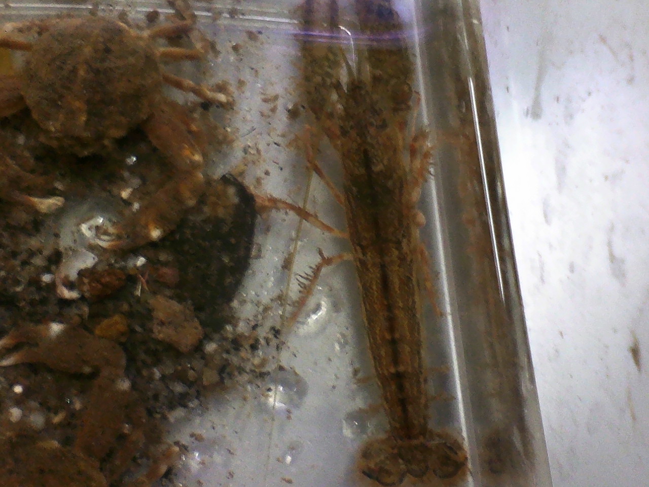 海水エビ 鉄砲エビ 磯採集と海水魚飼育 鹿児島