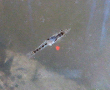 アミ クルマエビの稚エビ 磯採集と海水魚飼育 鹿児島