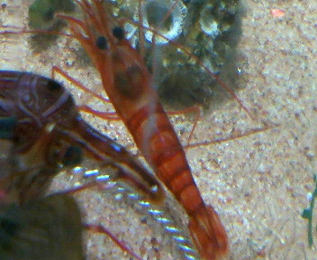 謎の赤いエビ ヤイトサラサエビとモエビ つかまえました 磯採集と海水魚飼育 鹿児島 謎の赤いエビ ヤイトサラサエビとモエビ つかまえました 磯採集と海水魚飼育 鹿児島