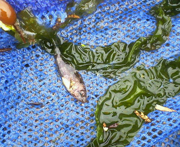 海水魚 カサゴ 稚魚 磯採集と海水魚飼育 鹿児島 海水魚 カサゴ 稚魚 磯採集と海水魚飼育 鹿児島