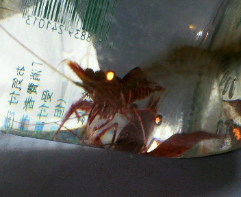 謎の赤いエビ ヤイトサラサエビとモエビ つかまえました 磯採集と海水魚飼育 鹿児島 謎の赤いエビ ヤイトサラサエビとモエビ つかまえました 磯採集と海水魚飼育 鹿児島
