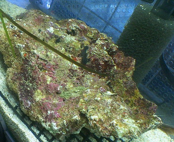 初ライブロック 磯採集と海水魚飼育 鹿児島 初ライブロック 磯採集と海水魚飼育 鹿児島
