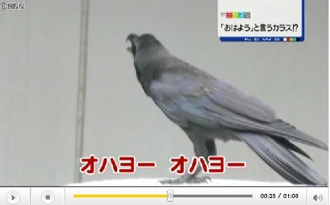 画像 動画 おはよーおはよー と鳴くカラスが出現 福井 グラロイドルーム 画像 動画 おはよーおはよー と鳴くカラスが出現 福井 グラロイドルーム