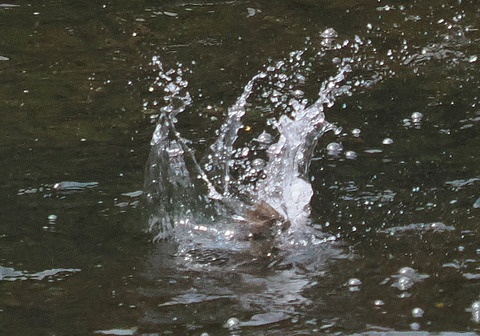 P7208875