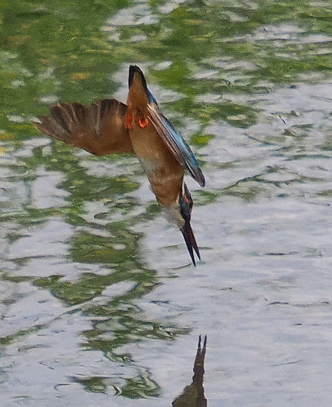 P7208146
